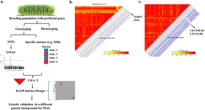 Broad-spectrum resistance to fungal foliar diseases in wheat: recent efforts and achievements